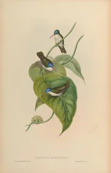 Cyanomyia quadricolor = Amazilia violiceps